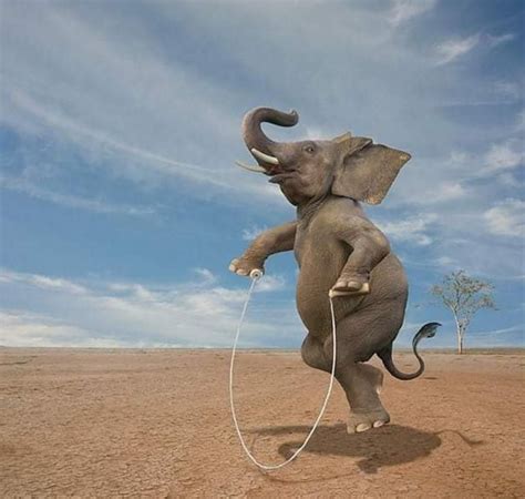 Can elephants jump. Things To Know About Can elephants jump. 